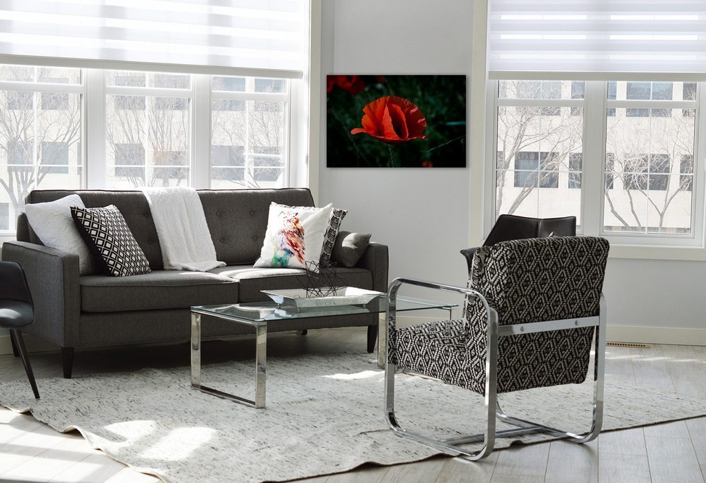 Tableau mural Coquelicot dans une chambre lumineuse - Photographie belge Oculi