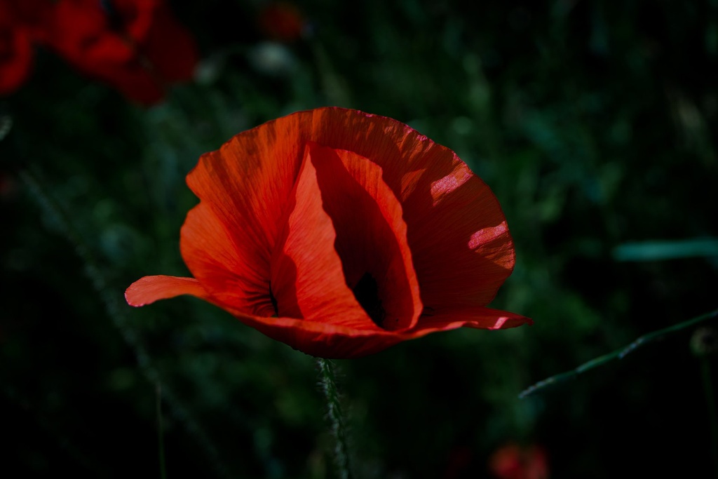 Coquelicot  (M (60x40cm), Alu Dibond)