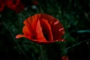 Coquelicot 