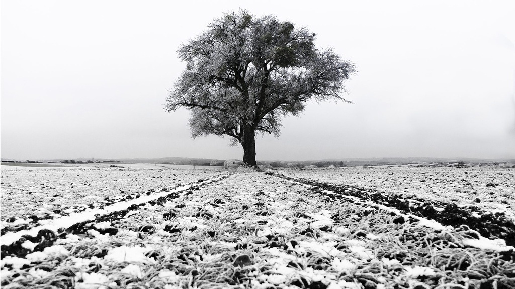 Arbre dans un champ gelé (M (60x40cm), Alu Dibond)
