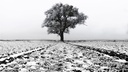 Arbre dans un champ gelé